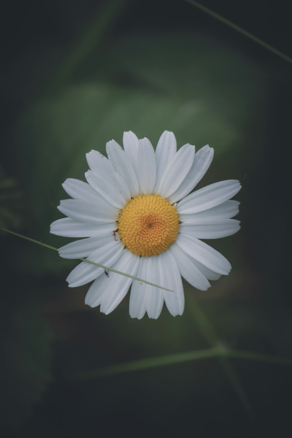 a close up of a white flower with a yellow center