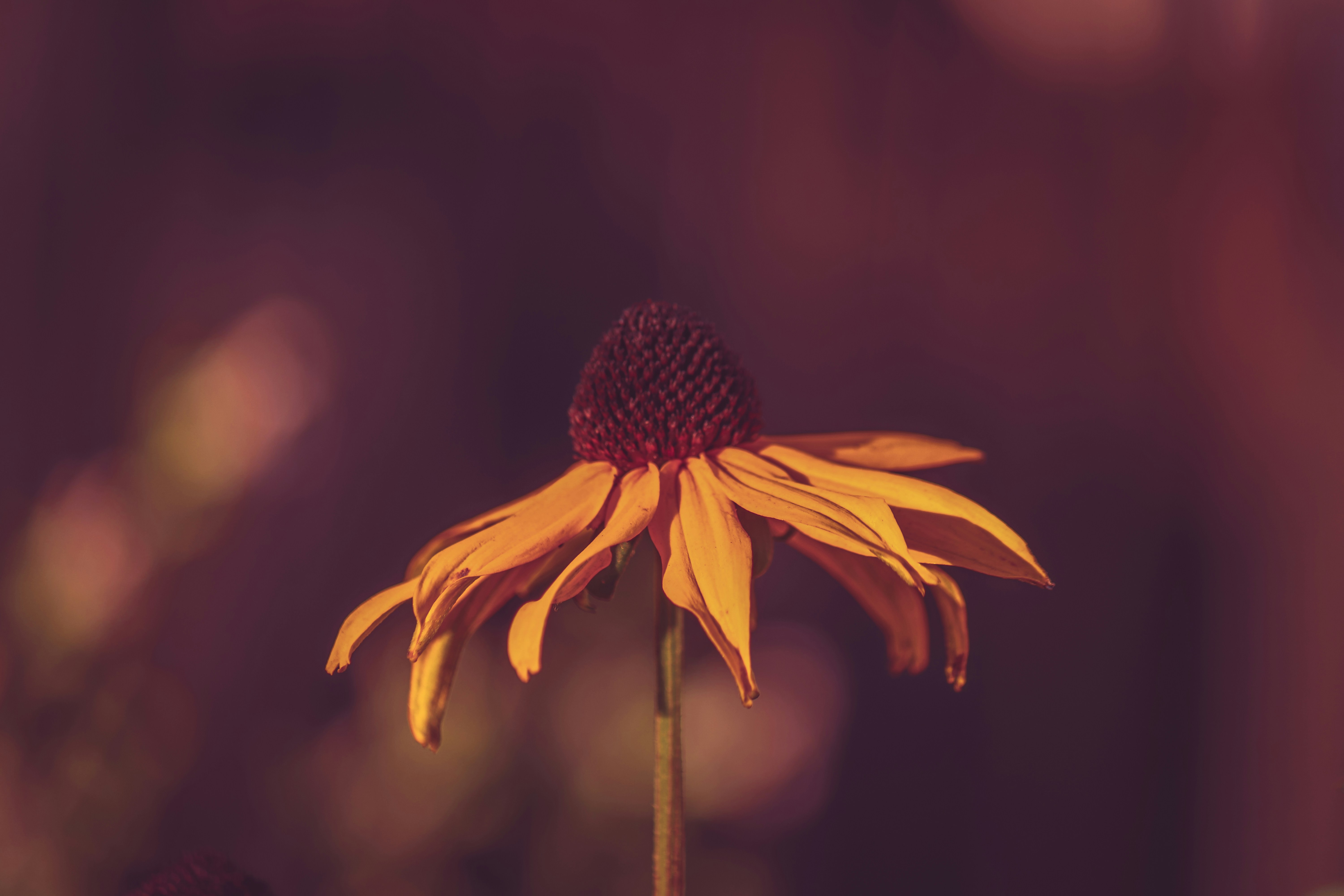 a yellow flower with a purple background