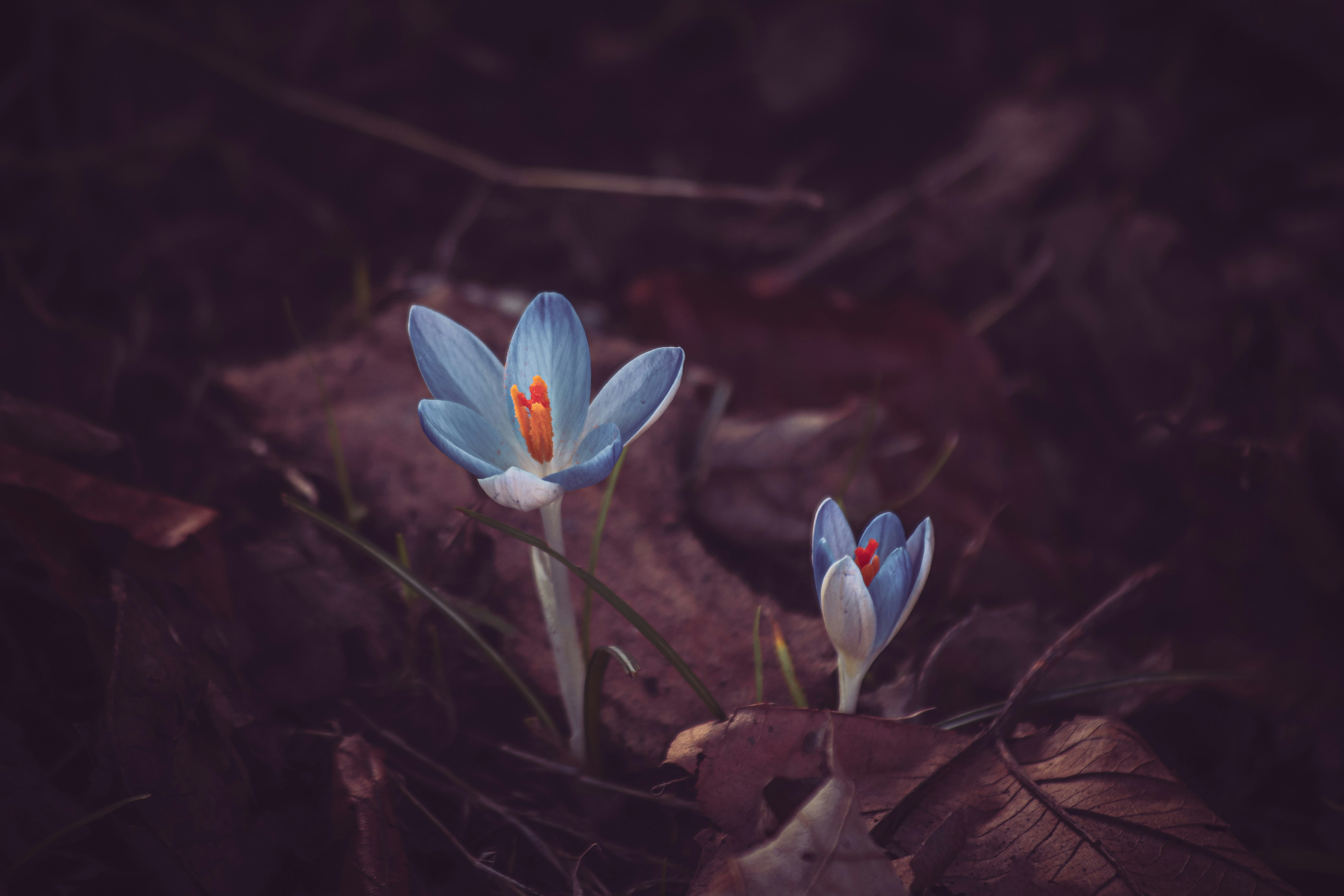 Blue flowers in forest