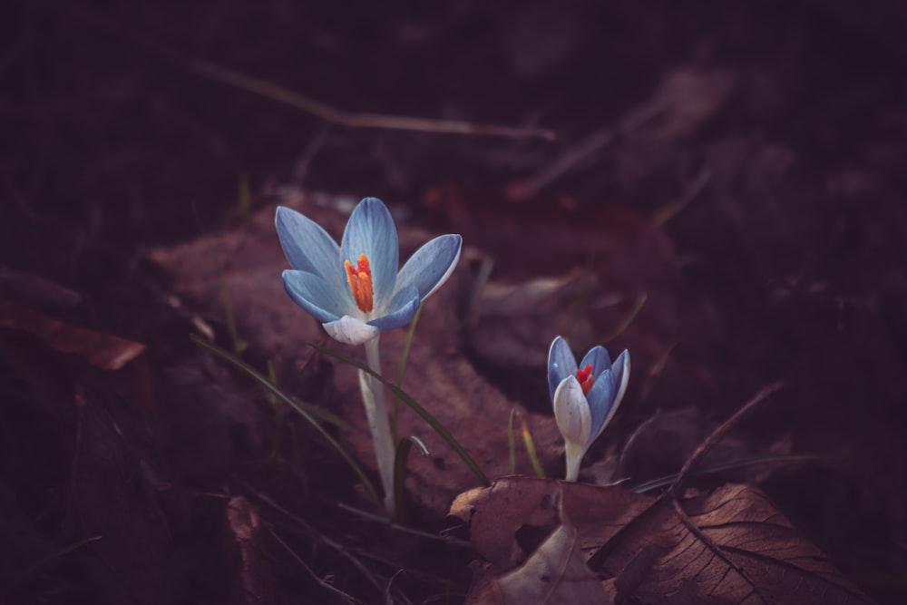 a couple of blue flowers sitting on top of a forest floor