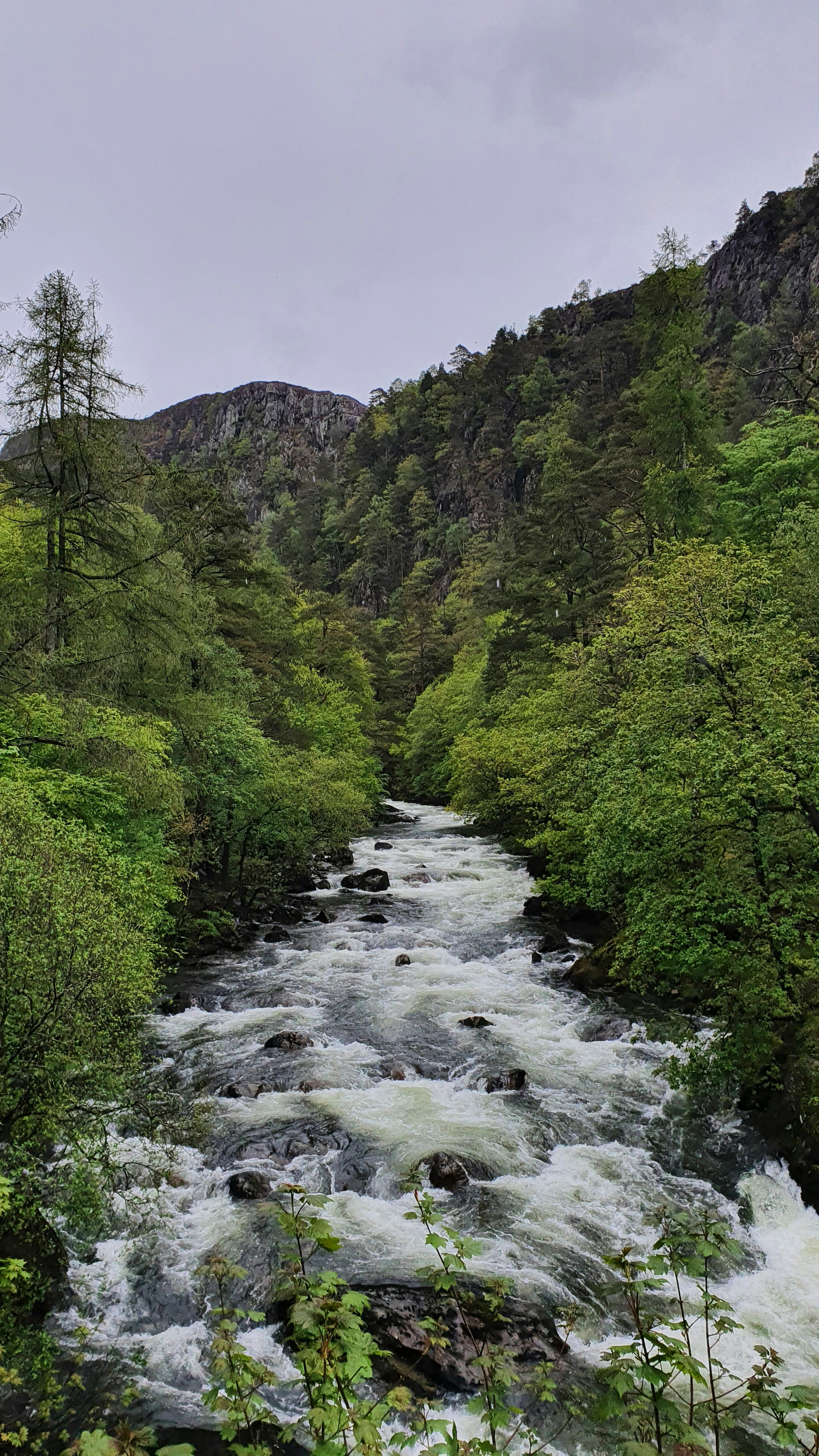 a river running through a lush green forest