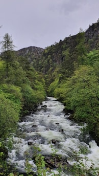 a river running through a lush green forest