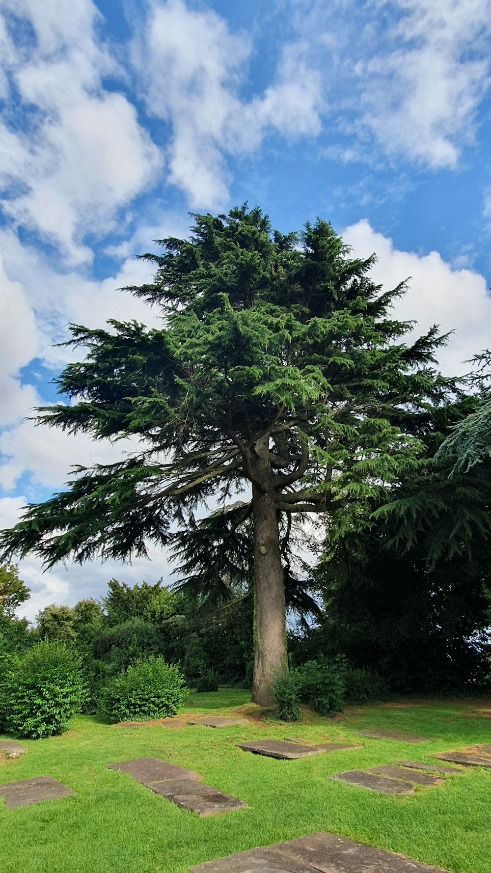 Ein großer Baum, der inmitten eines üppig grünen Feldes sitzt