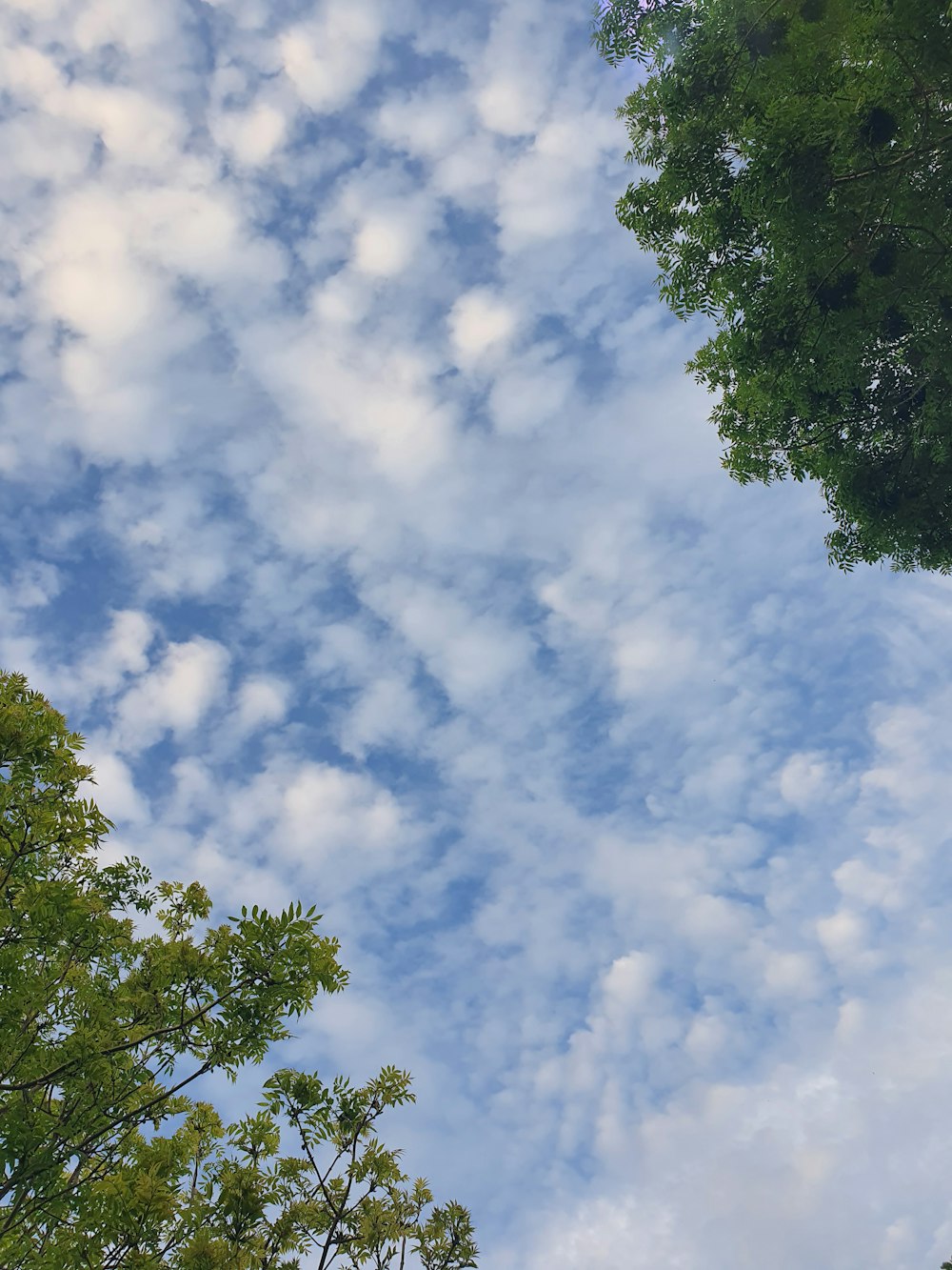 a blue sky with clouds and trees in the foreground