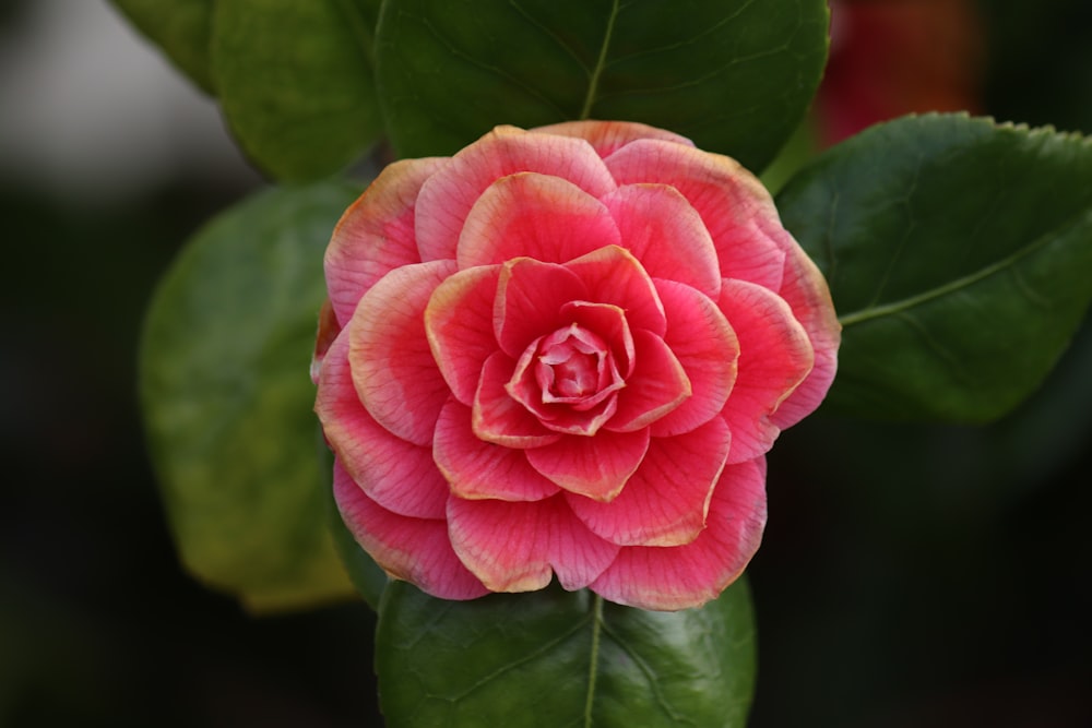 a pink flower with green leaves around it