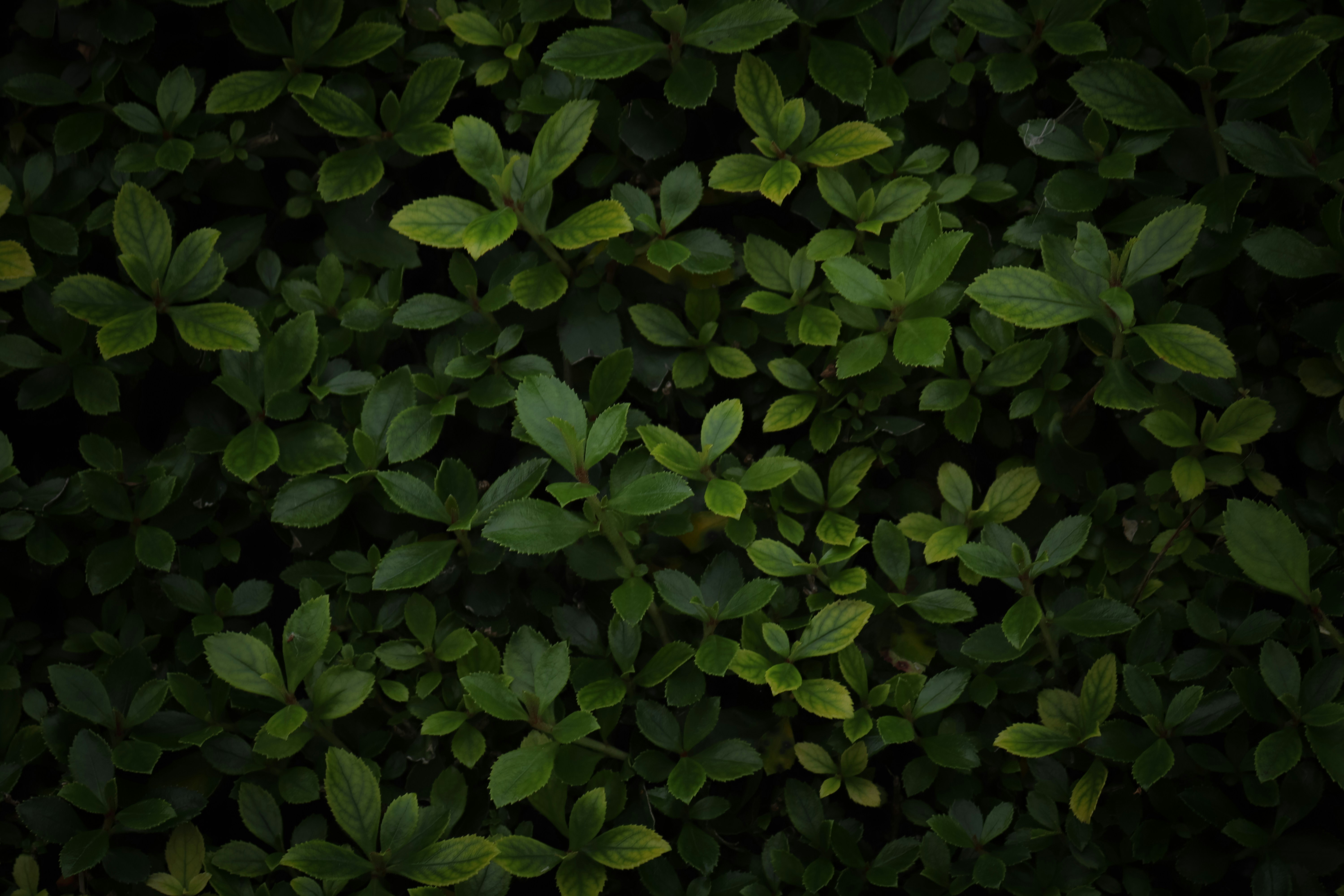 a close up of a bush with green leaves