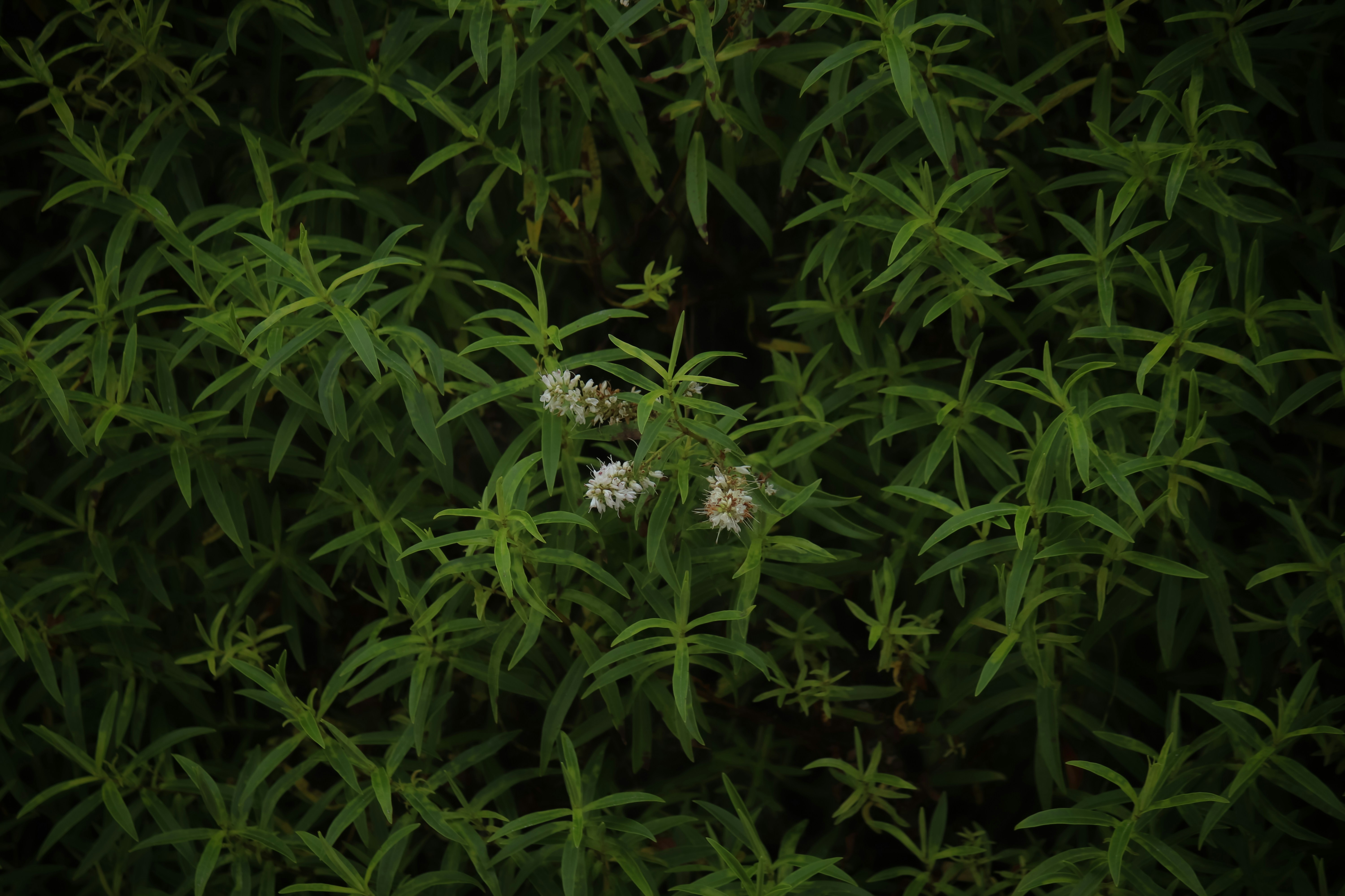a group of white flowers sitting on top of a lush green field