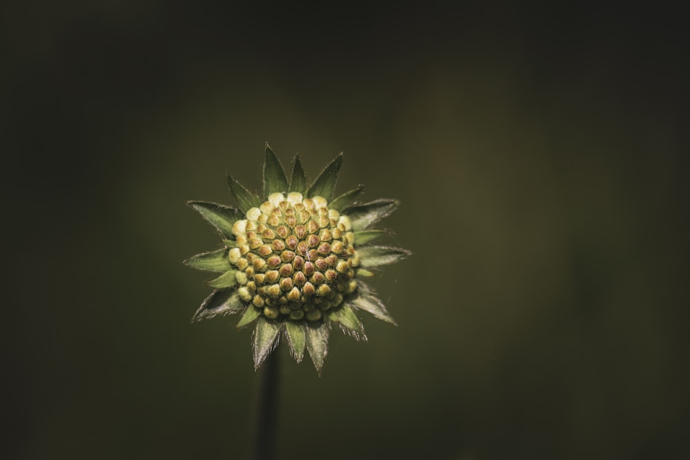 a close up of a flower with a blurry background