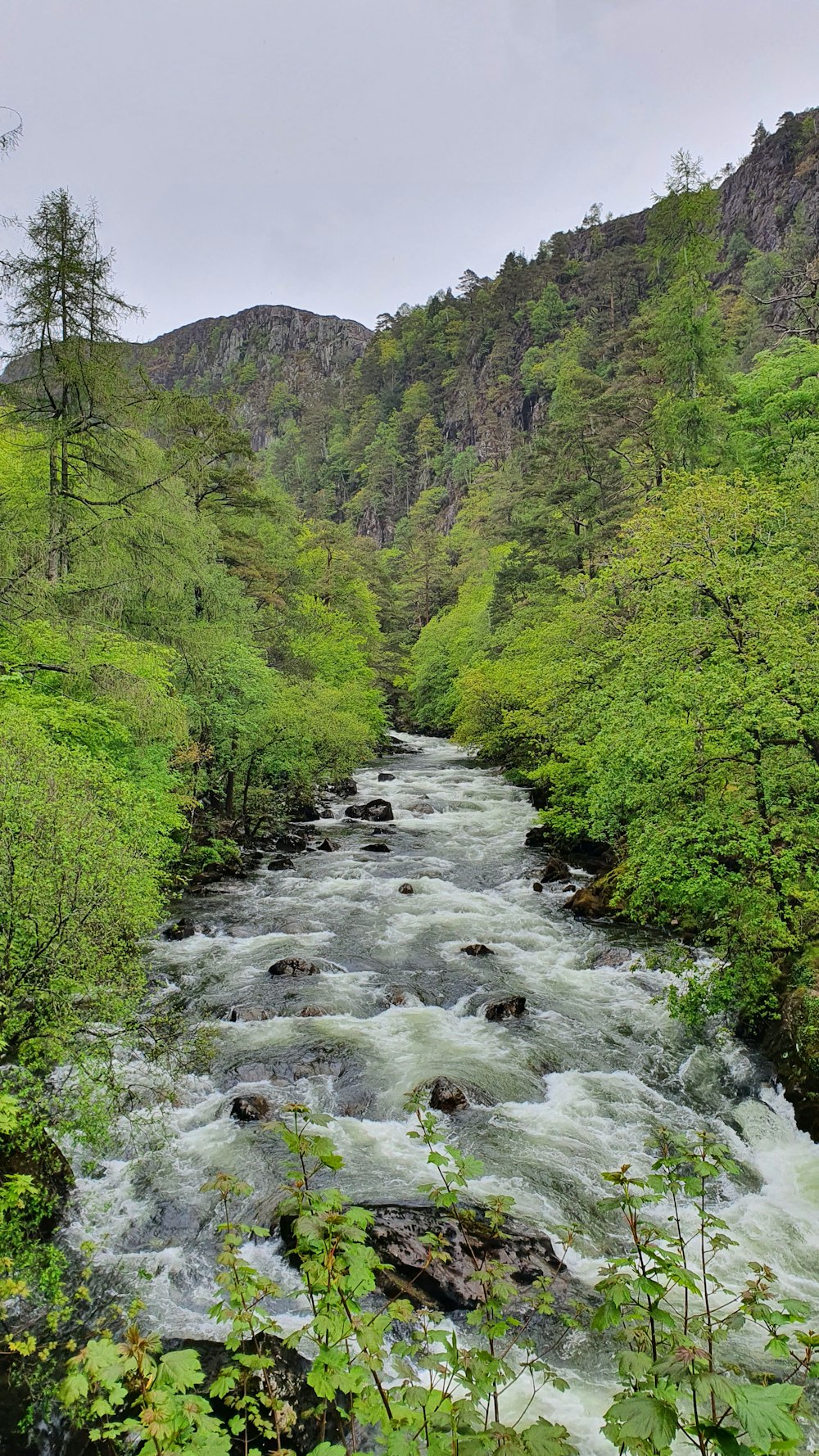 a river running through a lush green forest