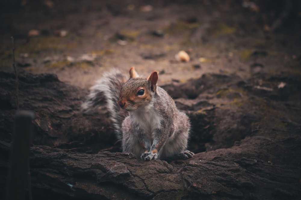 a squirrel is sitting on a rock in the woods