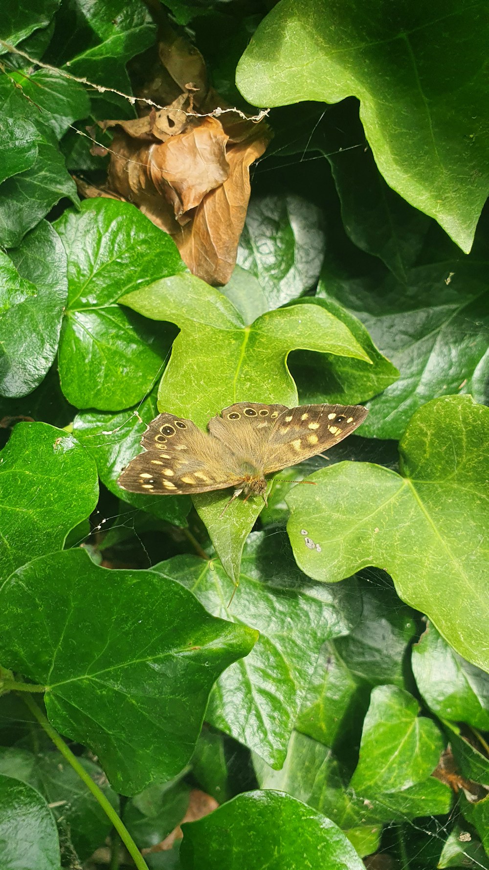 a butterfly sitting on a green leafy plant