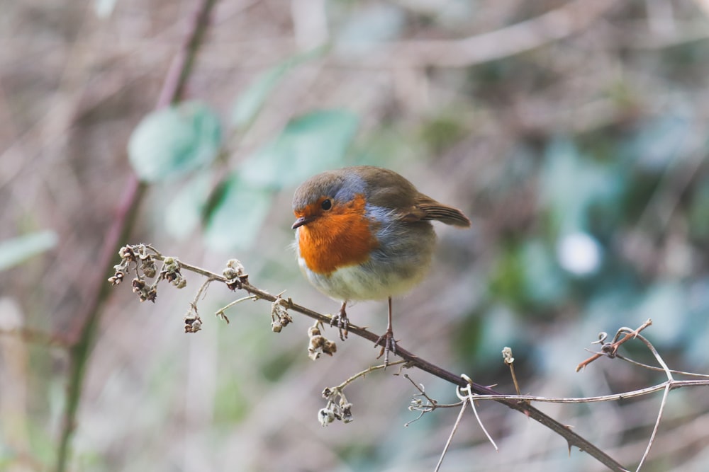 a small bird is sitting on a branch