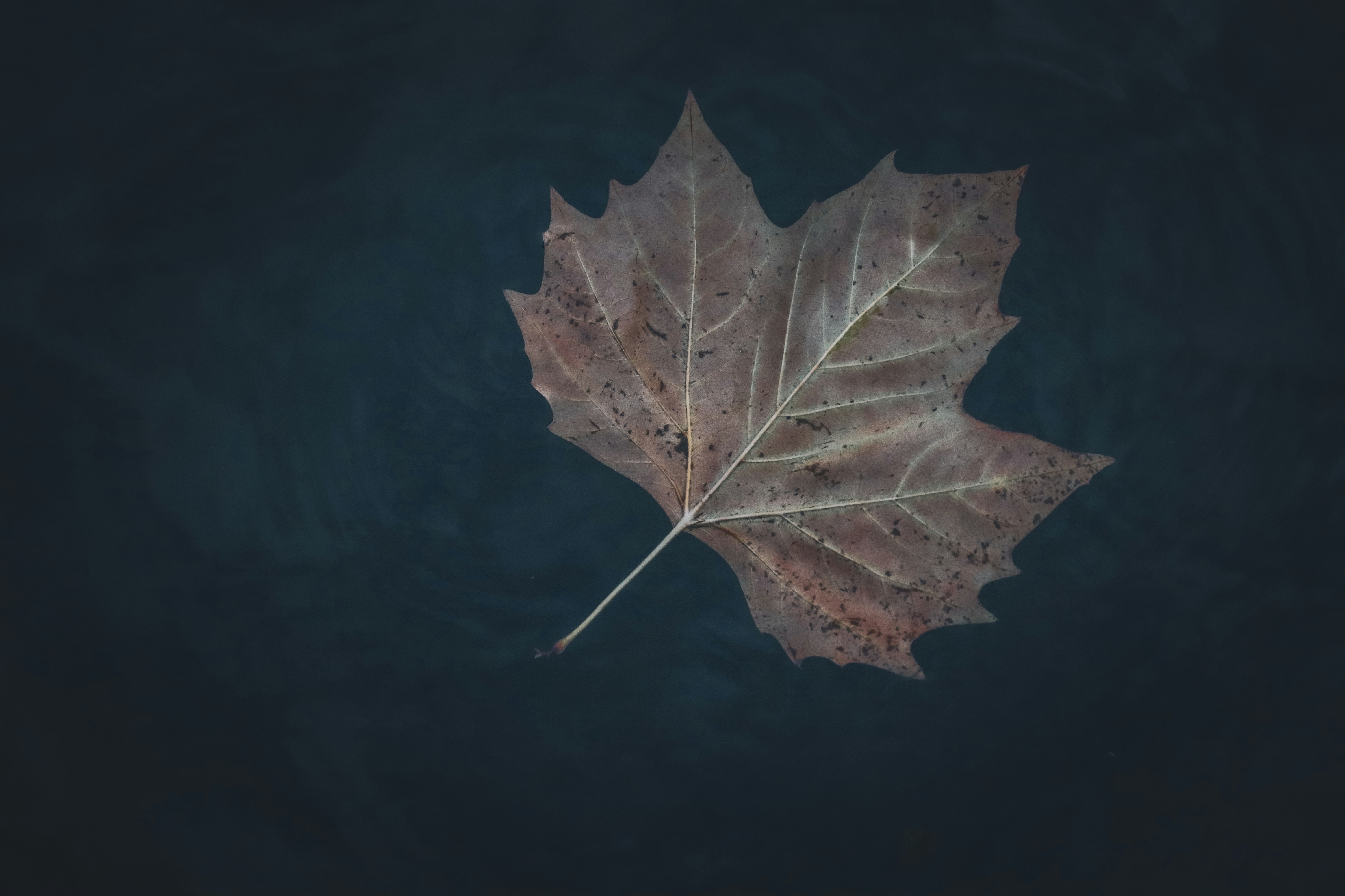a leaf floating on top of a body of water
