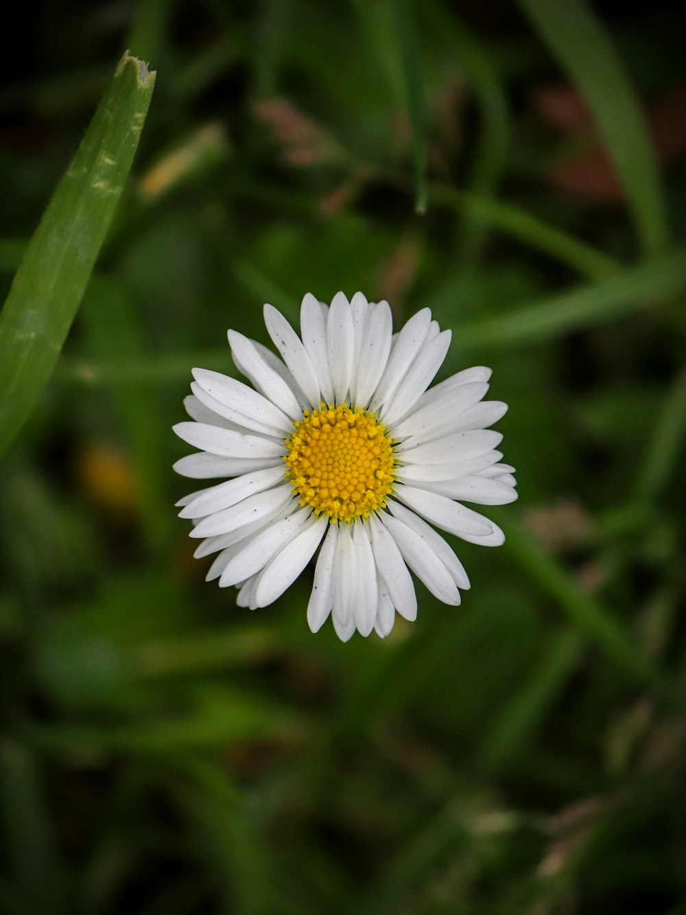 a close up of a white flower with a yellow center