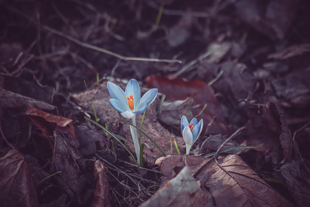 a couple of blue flowers sitting on top of a leaf covered ground