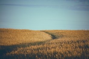 a field with a dirt path in the middle of it