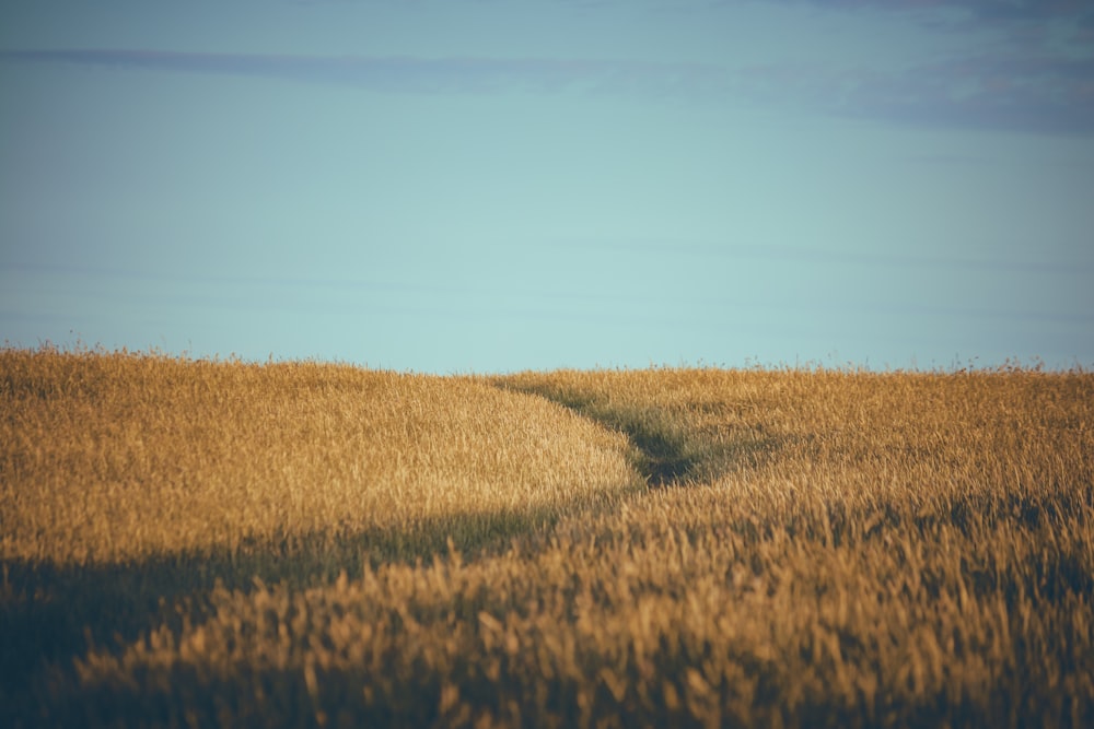 a field with a dirt path in the middle of it