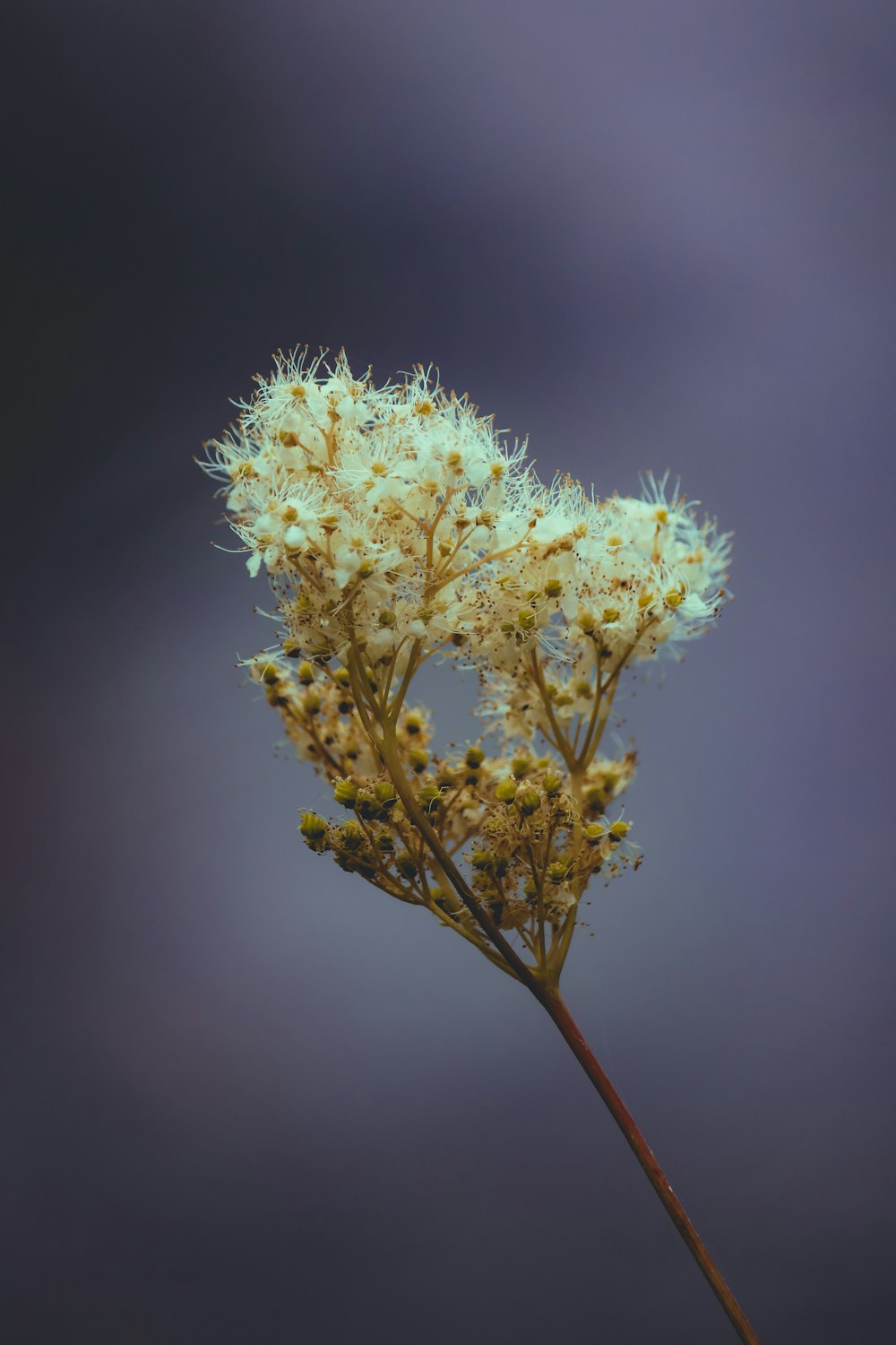 a close up of a flower with a blurry background