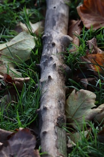 A weathered stick lies on a patch of green grass, surrounded by dry, brown leaves. The stick shows signs of age with its rough texture and small protrusions. The grass is vibrant and fresh, contrasting with the earthy tones of the surrounding leaves.