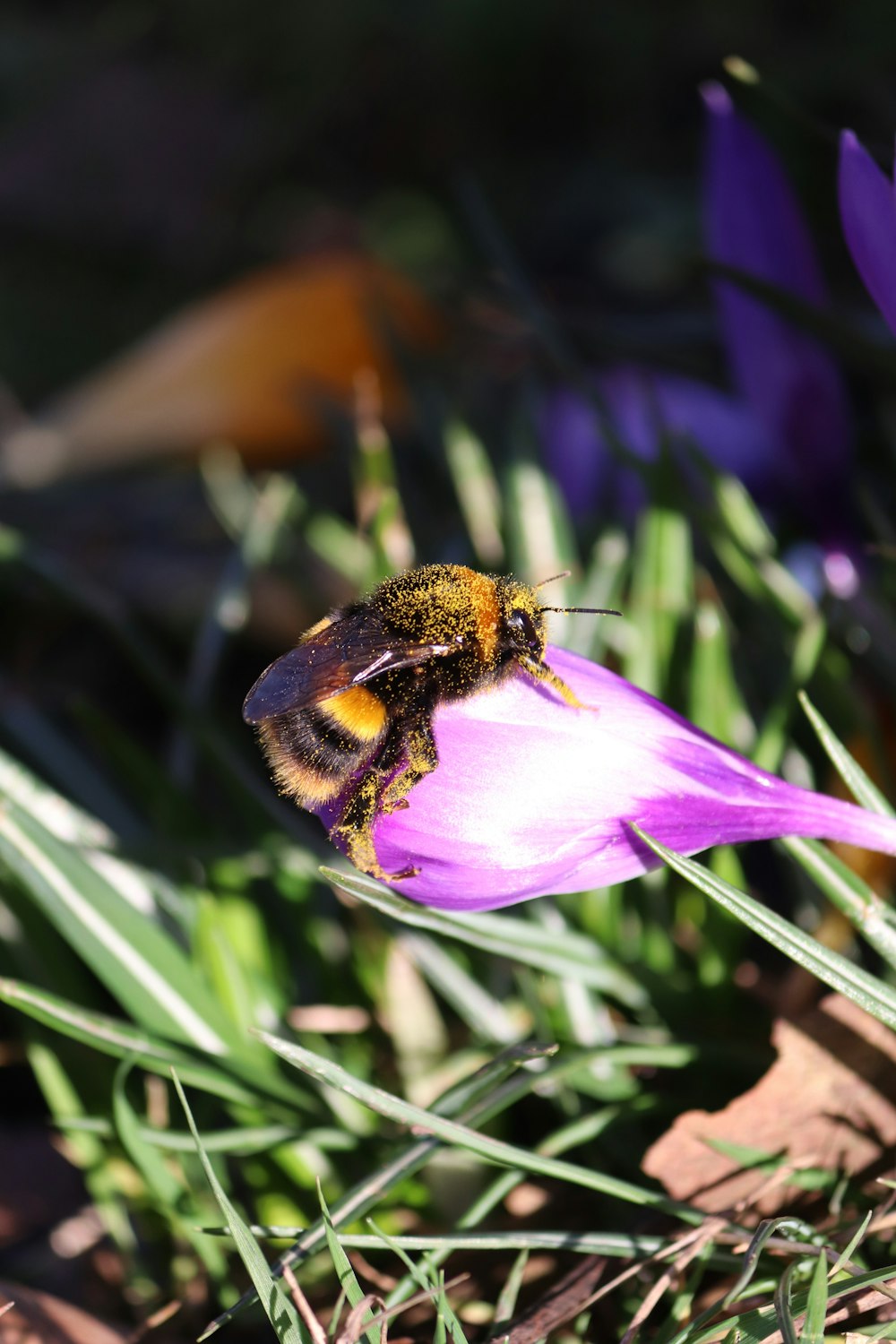 a bee sitting on top of a purple flower