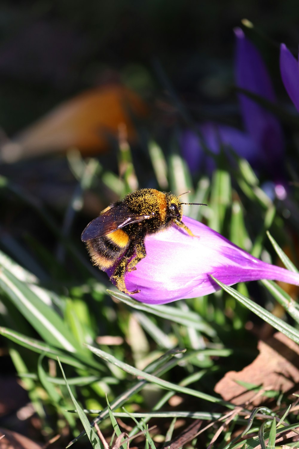 uma abelha sentada em cima de uma flor roxa