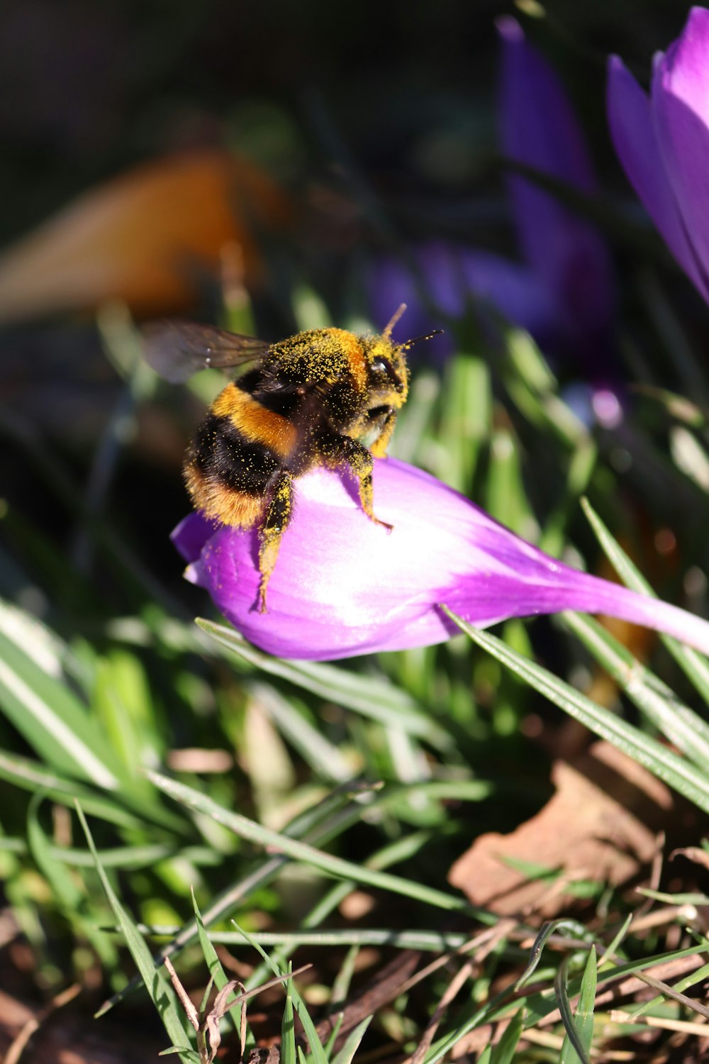 a bee sitting on top of a purple flower