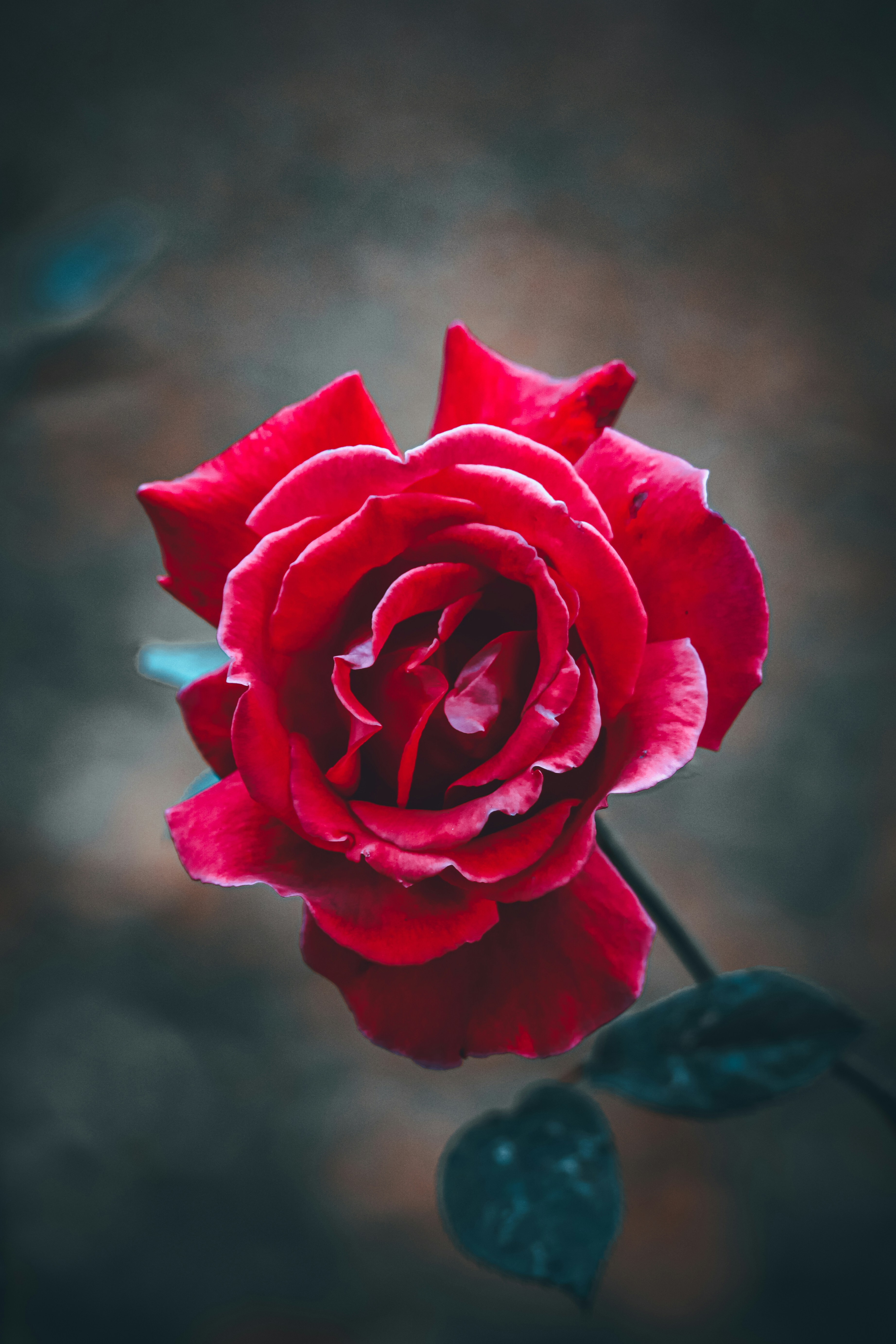 Maison et Cadeaux Élégants