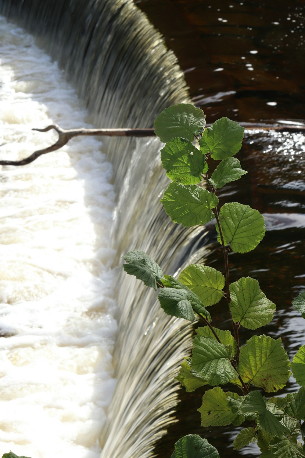 a leafy plant is growing next to a dam