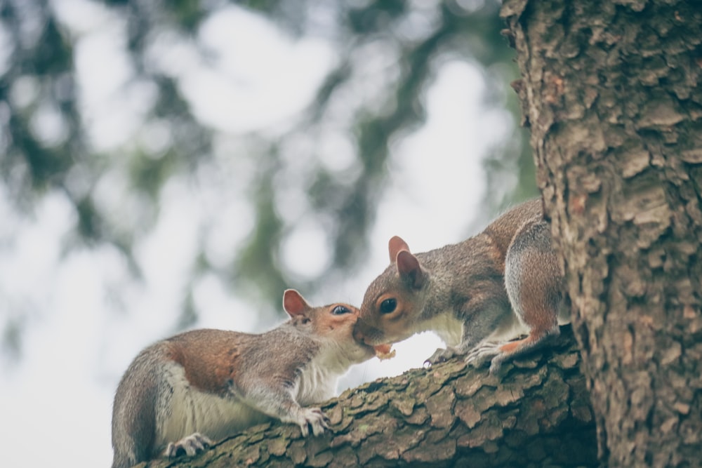 a couple of squirrels sitting on top of a tree