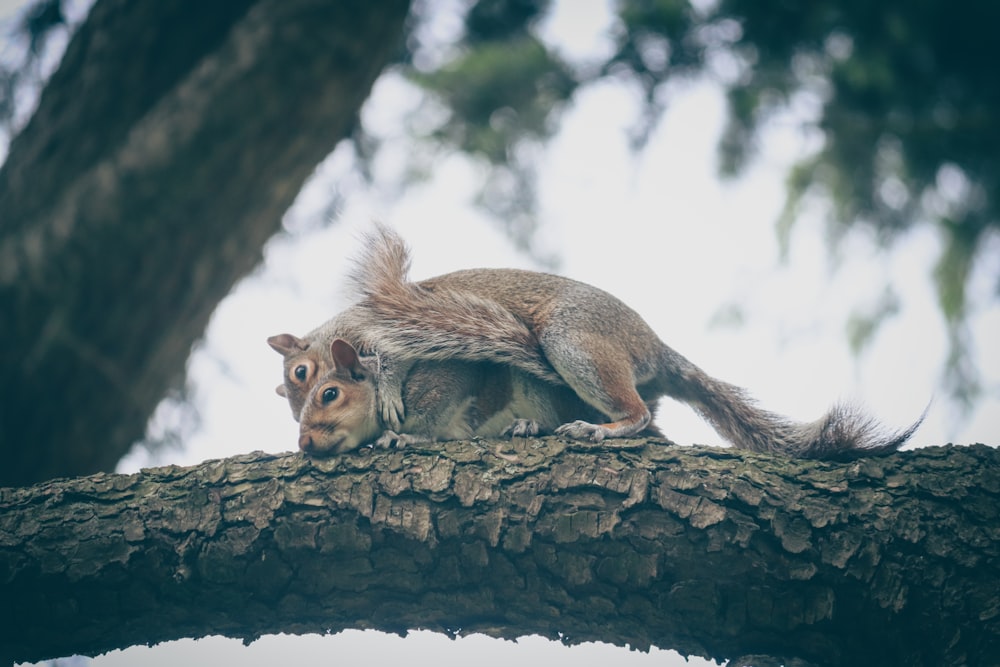 a squirrel sitting on top of a tree branch