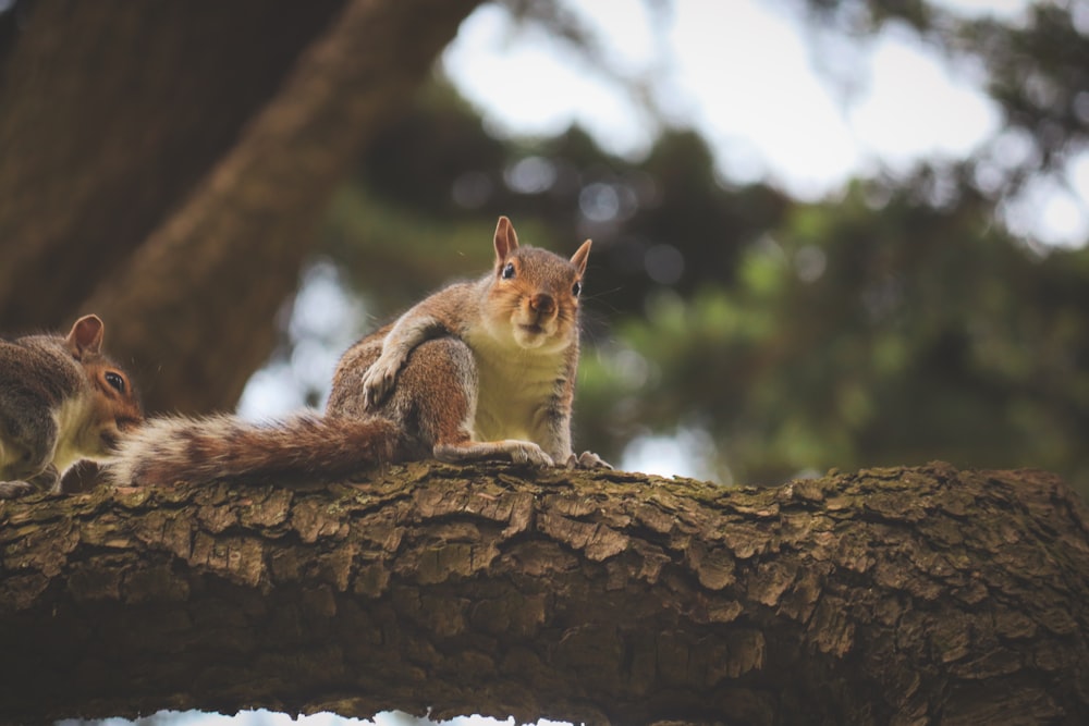 a squirrel sitting on top of a tree branch