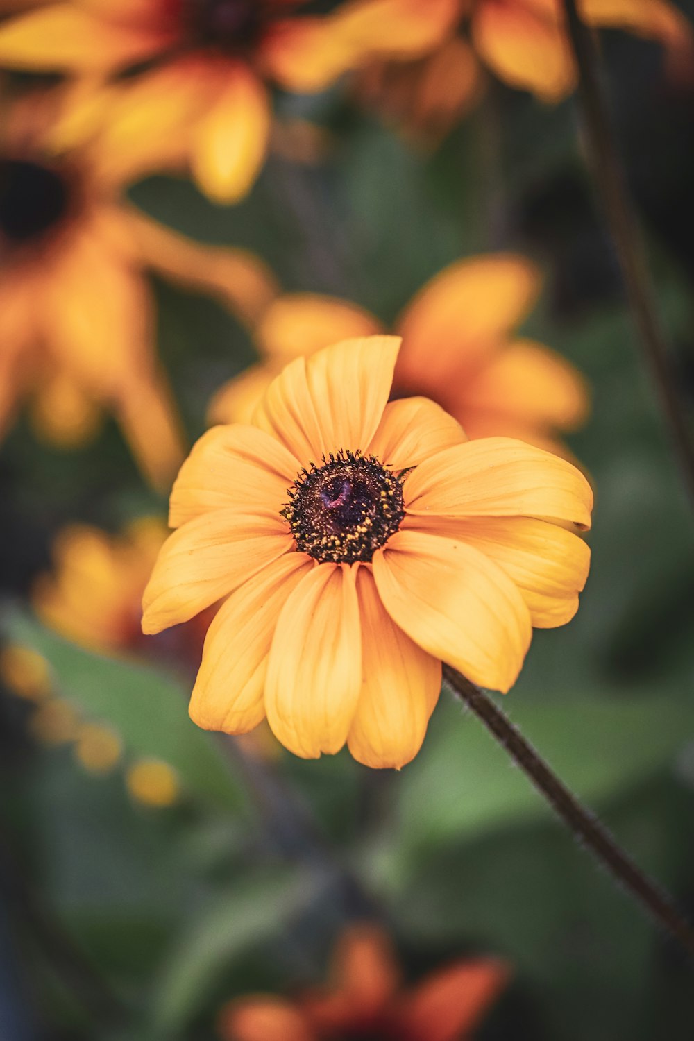 a close up of a yellow flower with other flowers in the background