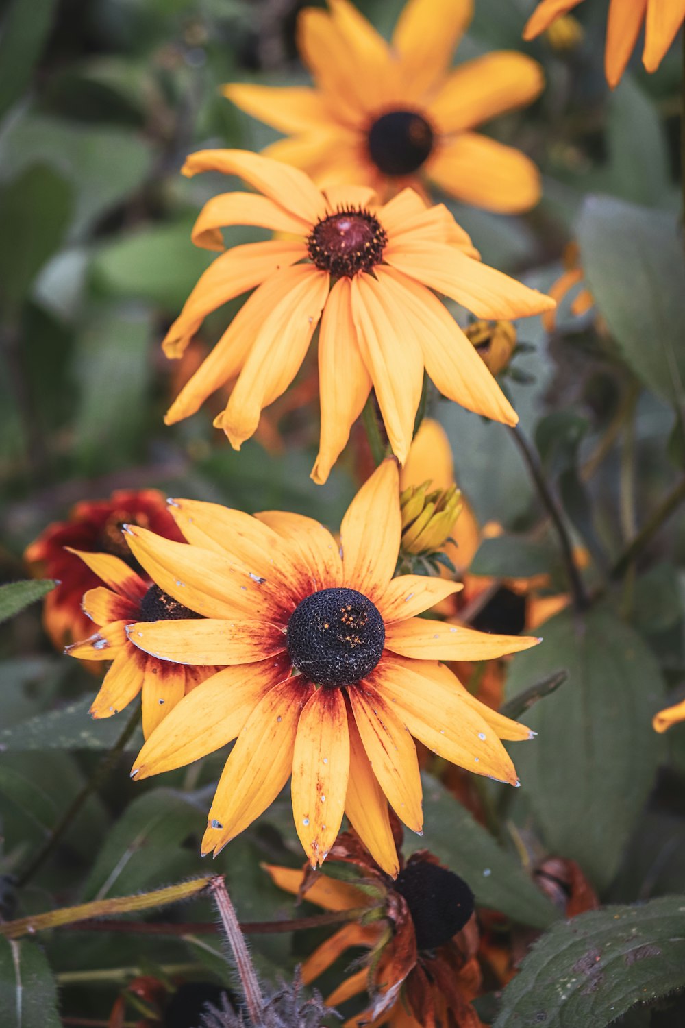 a close up of a bunch of yellow flowers