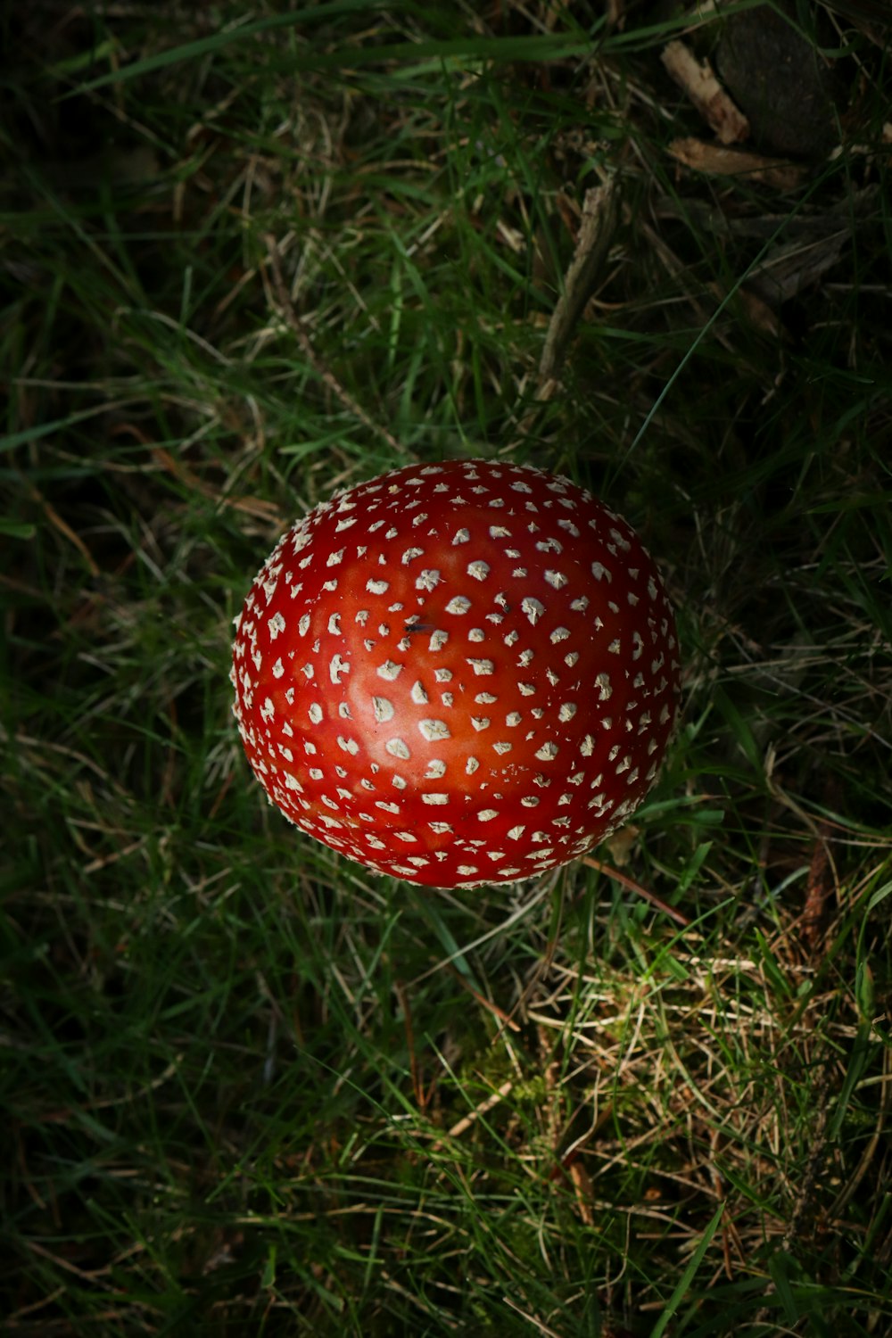 a red mushroom sitting on top of a lush green field