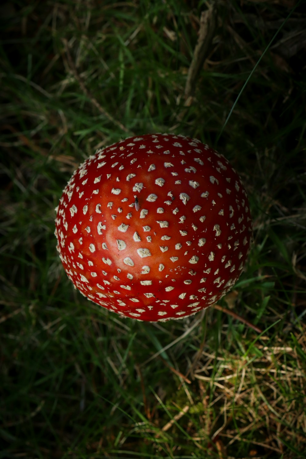 Gros plan d’un objet rouge dans l’herbe