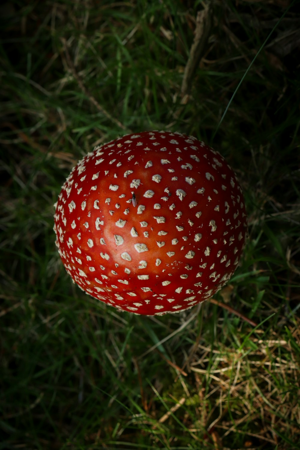 a close up of a red object in the grass