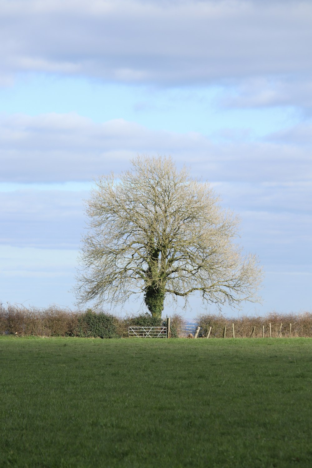 a lone tree in a field with a fence in the background