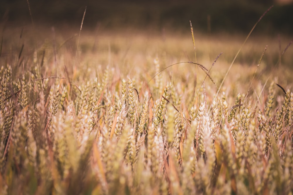 Un champ plein d’herbes hautes avec un fond flou