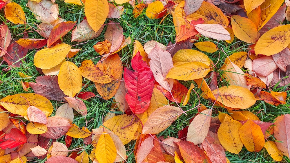 a bunch of leaves that are laying on the ground