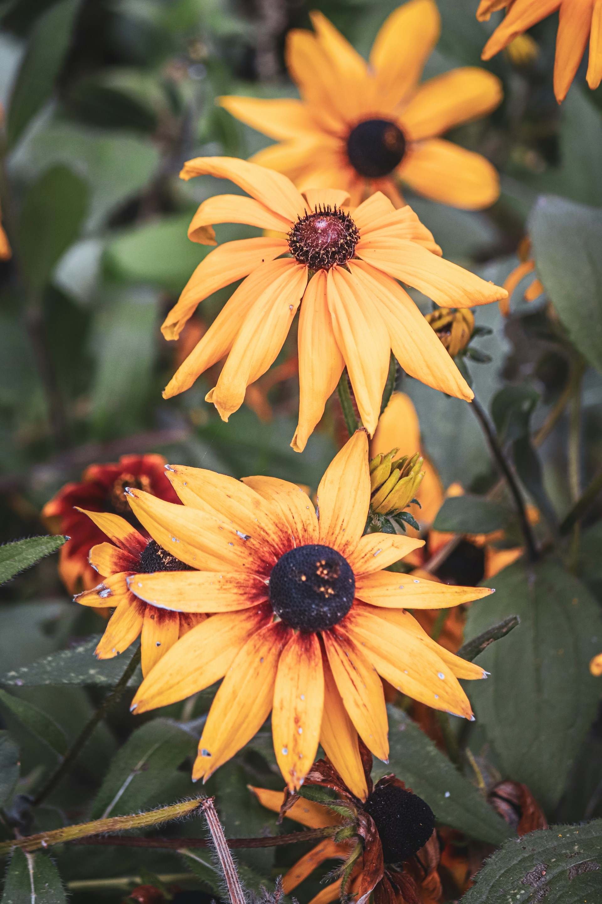 a group of yellow flowers with green leaves
