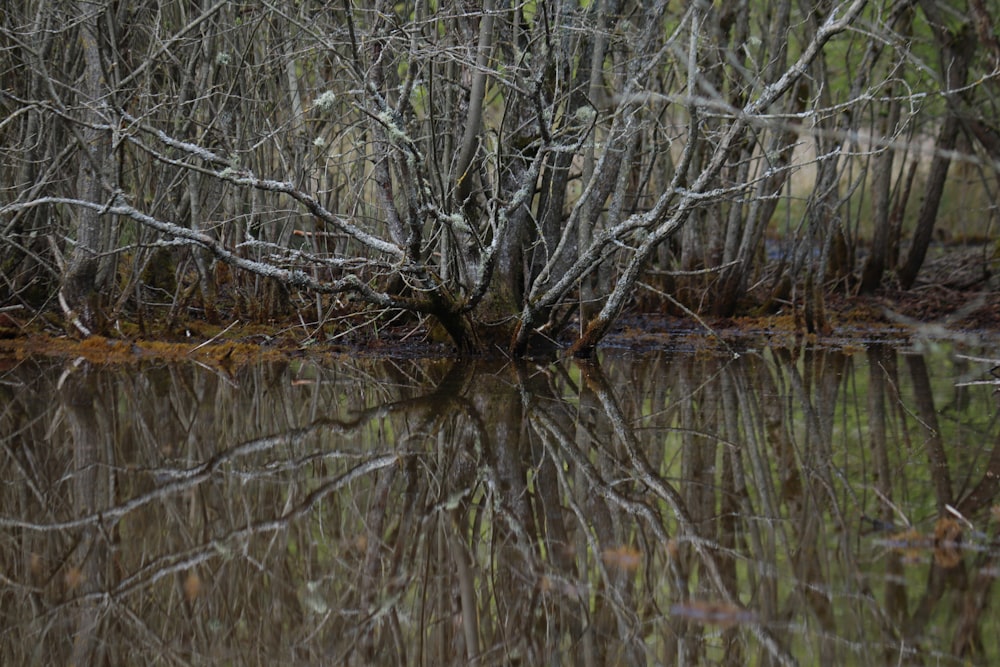 a tree is reflected in a body of water