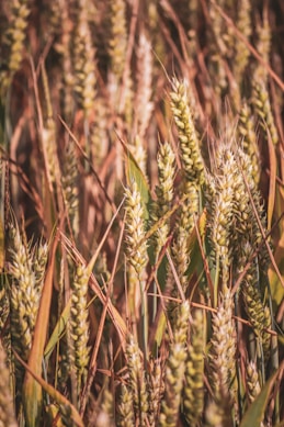 a close up of a field of wheat