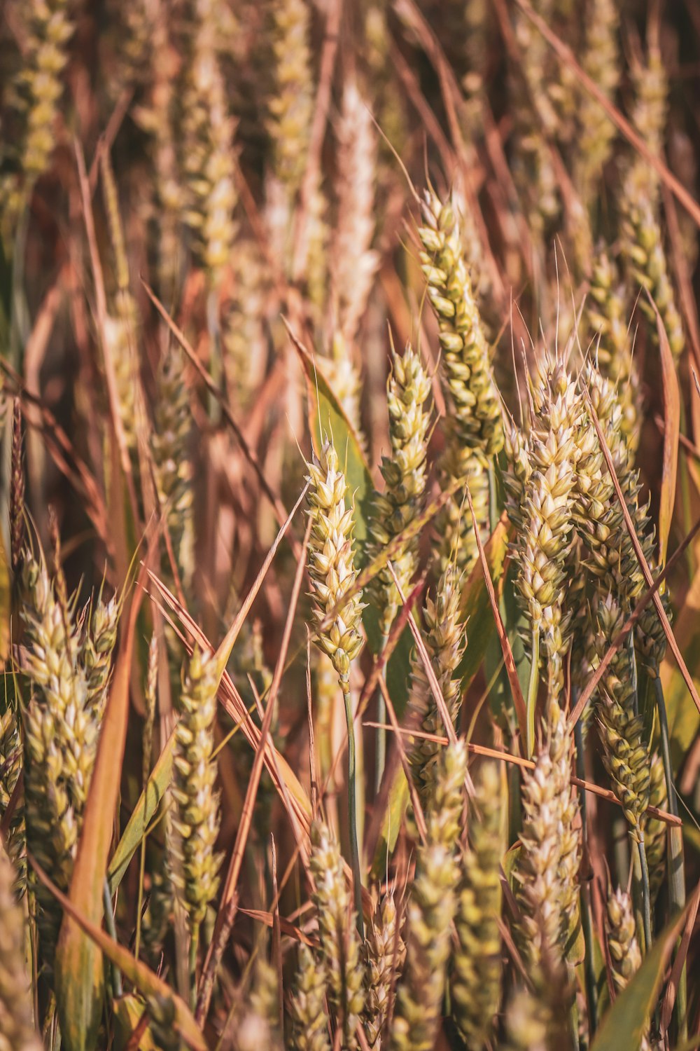 a close up of a field of wheat