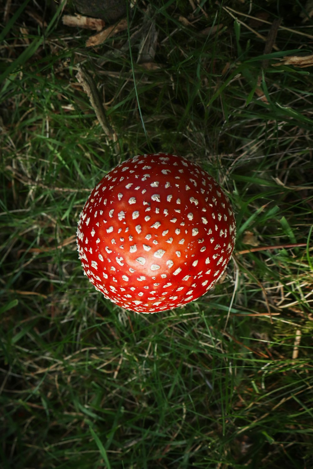 a red mushroom sitting on top of a lush green field