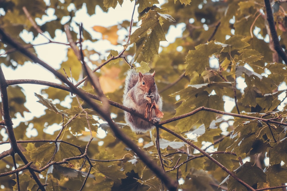 a squirrel is sitting on a tree branch