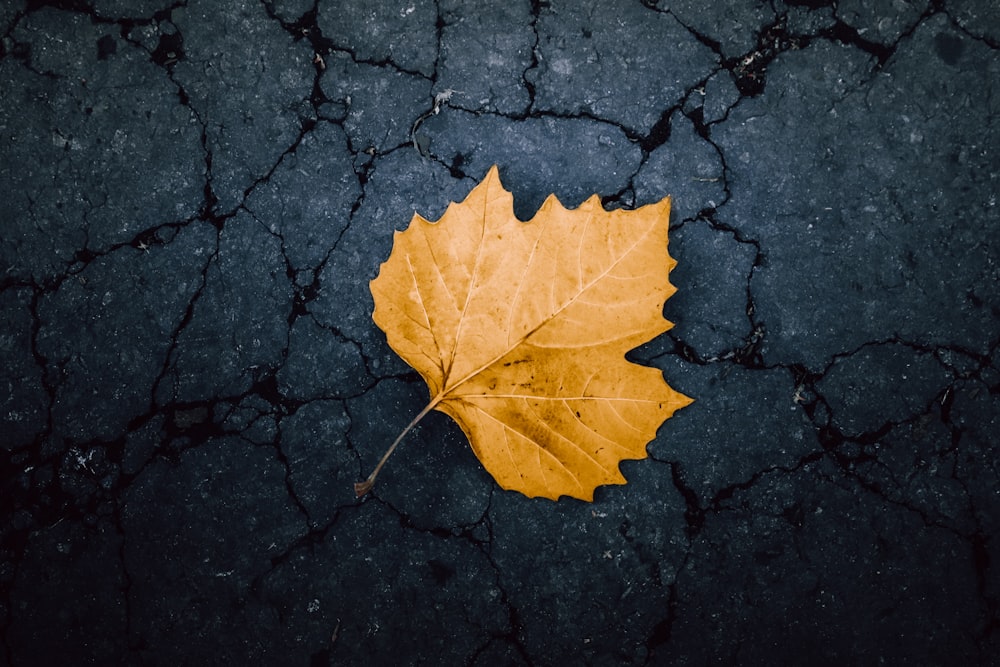 a yellow leaf laying on a cracked surface