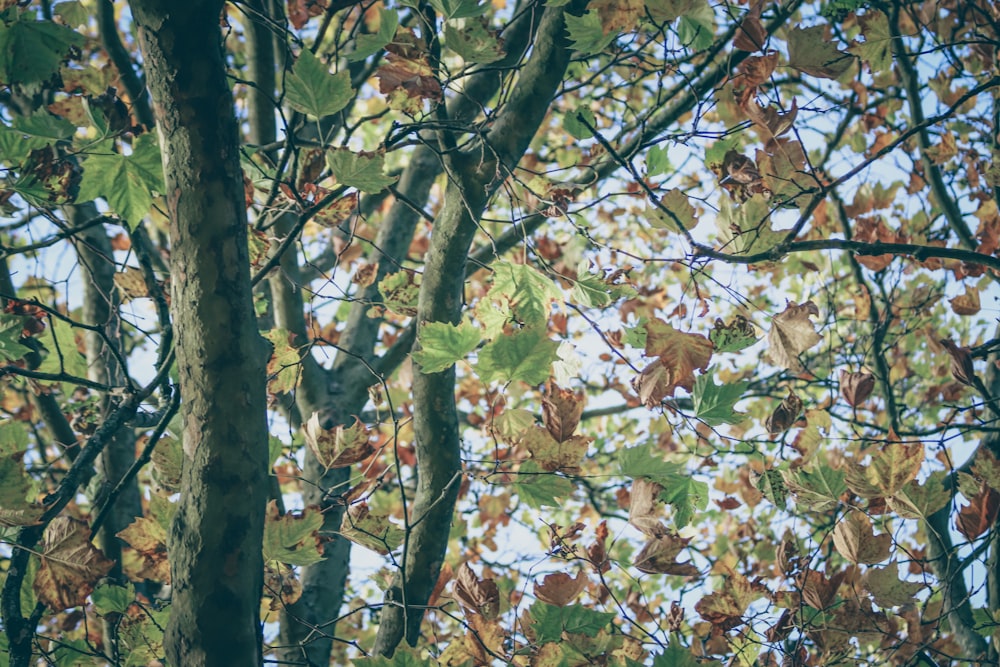 a tree with lots of leaves on it