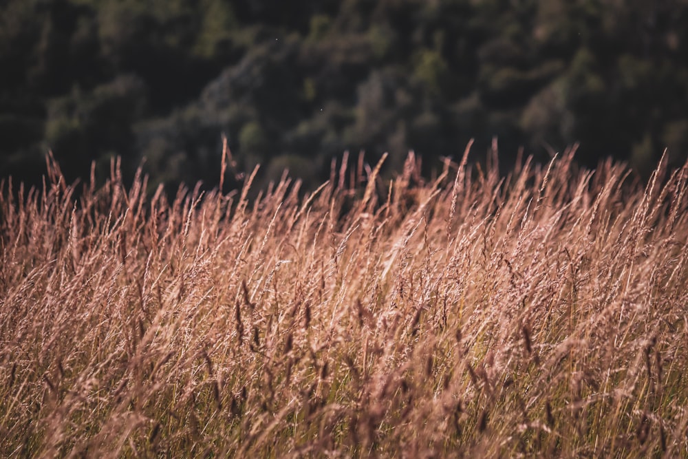 a field of tall grass with trees in the background