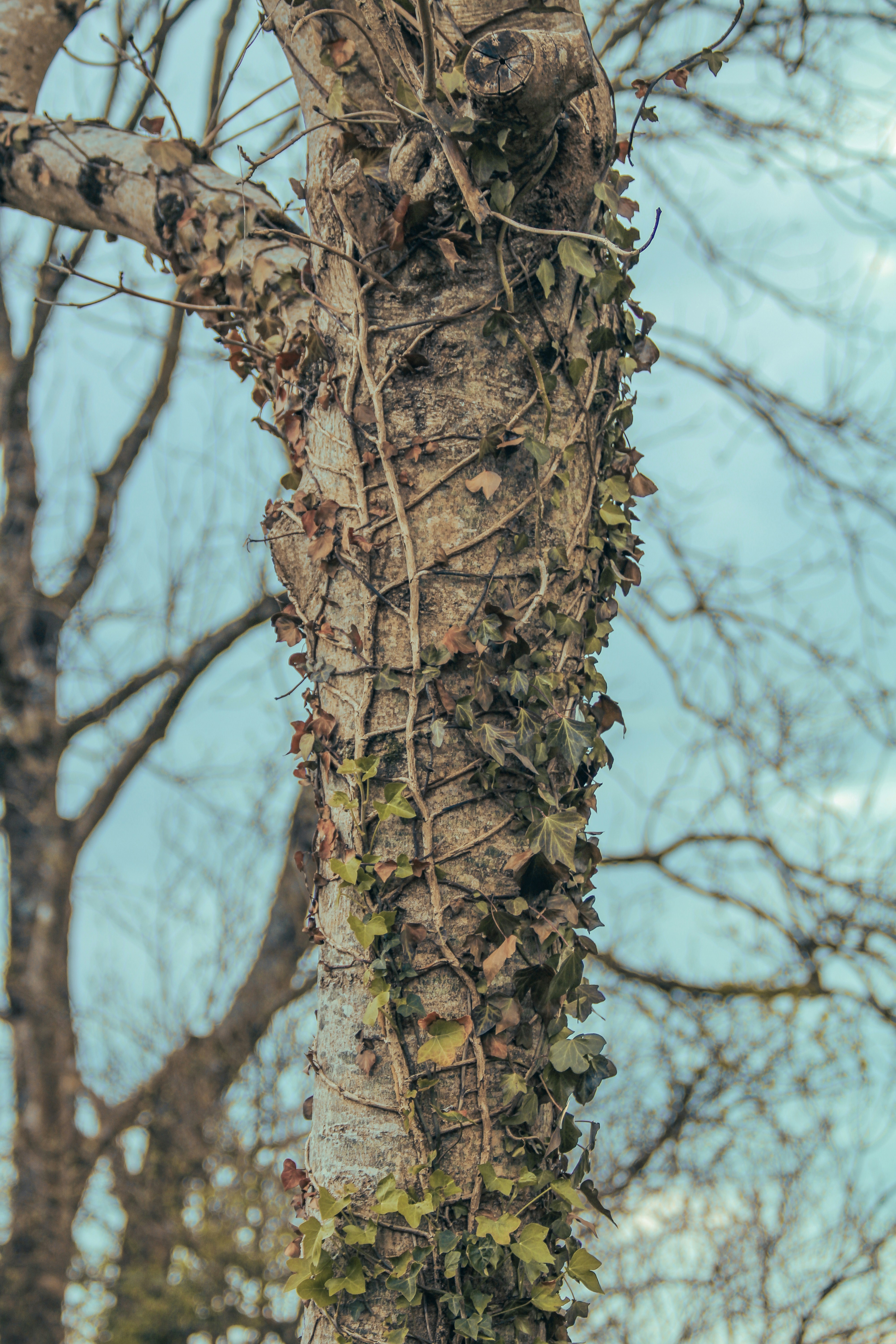 a tree with vines growing on it's trunk