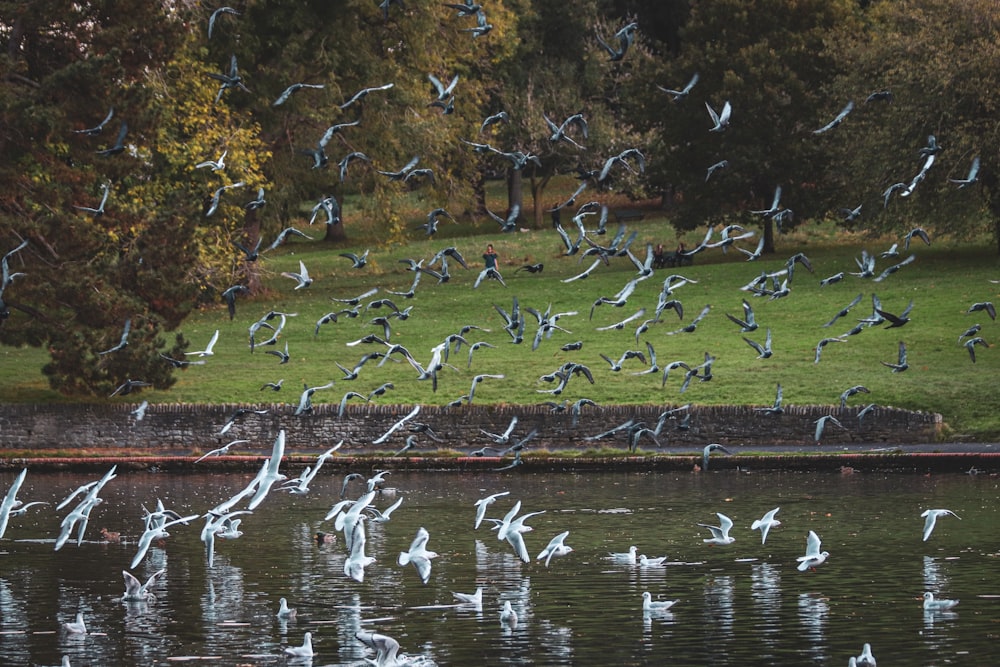 a flock of birds flying over a body of water